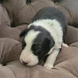 Bread - Black and white male Border Collie puppy in Caledonia, Michigan from Magnolia Acres