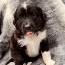 Red collar - Black tri male Miniature Australian Shepherd puppy in 32046, Florida from River Hill Ranch