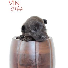 Vin - Black and cream male German Shepherd puppy in De Land, Florida from 3B’s Animal Artistry
