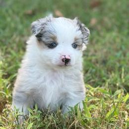 FAIRY - Blue merle female Miniature Australian Shepherd puppy in Greenville, South Carolina from QC Homestead Miniature Australian Shepherds