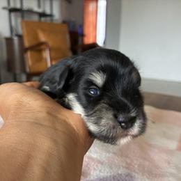 Alicent - Black and silver female Miniature Schnauzer puppy in Menifee, California from Moonshine’s Minis