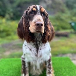 Kylian - English Springer Spaniel