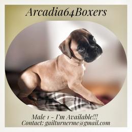 Male 1 - Fawn male Boxer puppy in Portland, Maine from Gail's Boxers