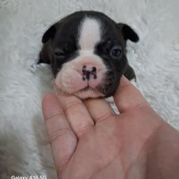 Raleigh - Black brindle and white female Boston Terrier puppy in Catawba, North Carolina from Lil Wiggles Boston Terriers