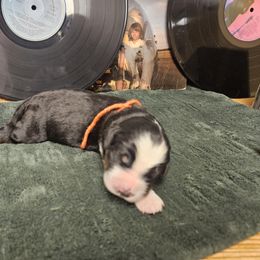 Country - Bernedoodle puppy from Sukisdoodles