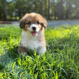 Pina Colada - Red American Corgi puppy in Cameron, North Carolina from Butts Family Corgis