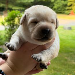 Blue collar - Yellow male Labrador Retriever puppy in Clear Lake, Wisconsin from Pineview Meadow Labradors