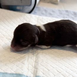 Girl 1 - Chocolate female Havanese puppy in East Lansing, Michigan from VanCort's Happy Havanese