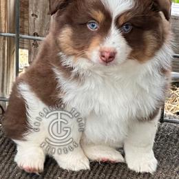 John - Red tri-color male Australian Shepherd puppy in Hico, Texas from Chisholm Trail Kennels