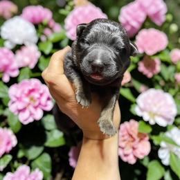 Cerveza - Sable male German Shepherd puppy in Oakland, Oregon from VHM German Shepherds