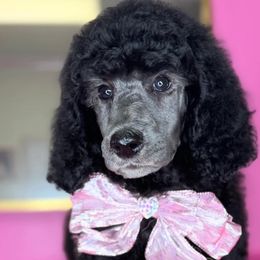 Ginger - Poodle puppy from Sharp’s Standard Poodles