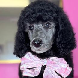 Ginger - Poodle puppy from Sharp’s Standard Poodles