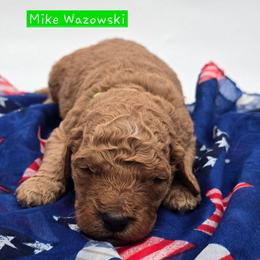 Mike Wazowski - Red  male Goldendoodle puppy in Neillsville, Wisconsin from Granton Creek