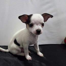 Breeze - Black and white male Chihuahua puppy in Buffalo, New York from CristinaXio Chihuahuas