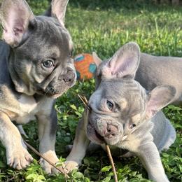 French Bulldogs from cgo