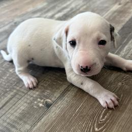 Ghost - White and black male Dalmatian puppy in Hastings, Florida from Love My Spotty Dalmatians