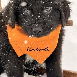 Cinderella - Black female Newfoundland puppy in Tully, New York from Bear Paw Newfoundlands