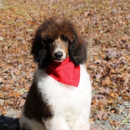 Hope - Parti female Poodle puppy in Bauxite, Arkansas from Mountain Ridge Poodles