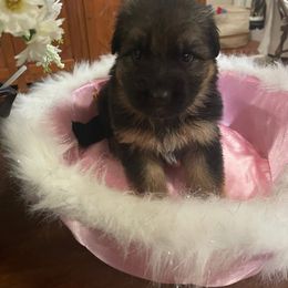PURPLE GIRL - Black and red female German Shepherd puppy in Gunter, Texas from Gunter Gables German Shepherds