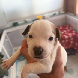 Patches - White male Staffordshire Bull Terrier puppy in Port Saint Lucie, Florida from Southern Staffies