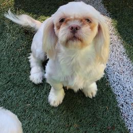 Hannah - Shih Tzu