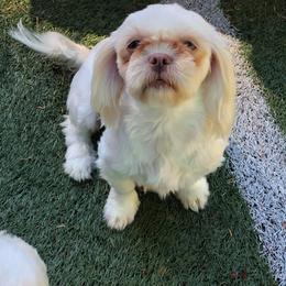 Hannah - Shih Tzu