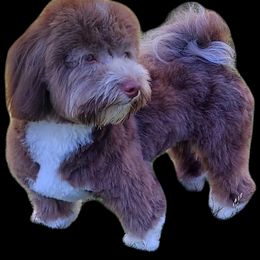Migo - Havanese