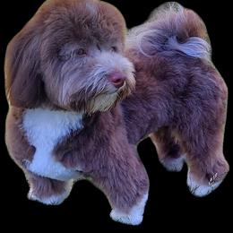 Migo - Havanese