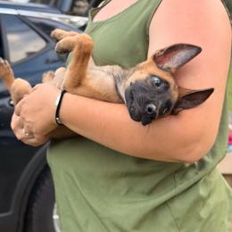 Mismarked Girl AKA Penny - Yellow female Dutch Shepherd puppy in Lake City, Florida from Crosspointe Canines