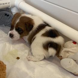 Golden Retriever and Jack Russell Terrier Puppies from Shelby Burleson's Golden Retrievers and Jack Russell Terriers