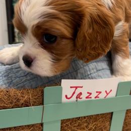 Jazzy - Blenheim female Cavalier King Charles Spaniel puppy in St. George, Maine from Cloud Nine Cavaliers