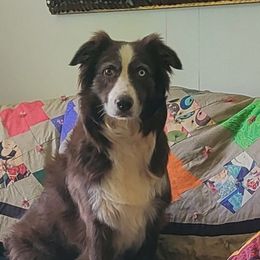 Australian Shepherds from Kickin K Aussies - NC
