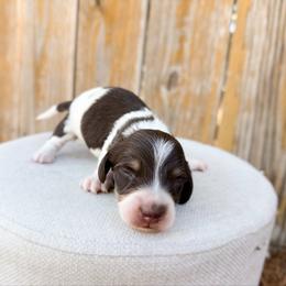 Sundae - Piebald male Dachshund puppy in Wamego, Kansas from Doodles of Oz