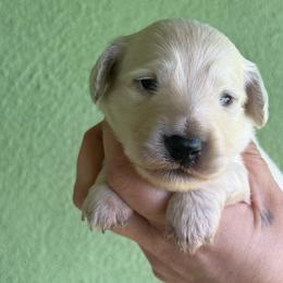 Clear ee cream longhair  possible dapple - Cream male Dachshund puppy in Anderson, California from Golden Paws Dachshunds