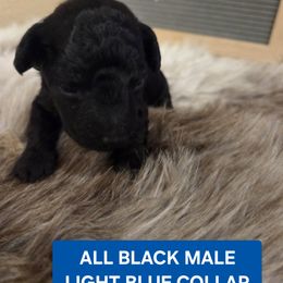 Dylan - Black male Poodle puppy in Hesperia, California from Sweetie Pie Poodles