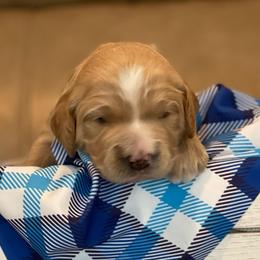 Huckleberry - Apricot male Goldendoodle puppy in Rocky Point, North Carolina from CelticDoods