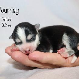 Journey - Black and white female Pomsky puppy in Denham Springs, Louisiana from Bayouland Pomskies