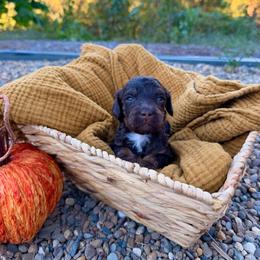 Maple - Brown and white female Aussiedoodle puppy in Tryon, North Carolina from Melrose Mountain Farm