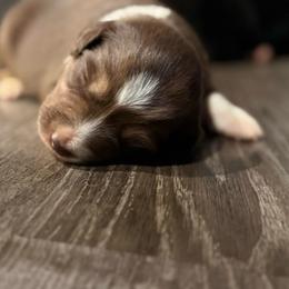 Posey - Red tri female Miniature Australian Shepherd puppy in North Lakeport, California from Wild Rose Ranch
