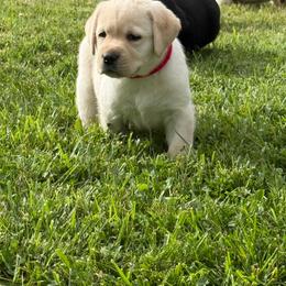 Girl 3 - Yellow female Labrador Retriever puppy in Medford, Oregon from Valley View English Labs