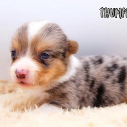 Thumper - Blue merle and white male American Corgi puppy in Star City, Arkansas from T4 Farms