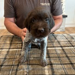 Hazel - Brown and gray female Wirehaired Pointing Griffon puppy in Shelley, Idaho from Western Gundogs