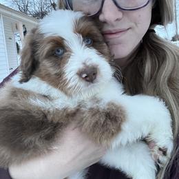 Aussiedoodle and Goldendoodle Puppies from Junipersdoodles