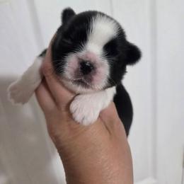 Cassidy - Black and white male Shih Tzu puppy in Waynesboro, Pennsylvania from Big Win Shih Tzus