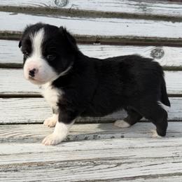 Shamrock - Black tri male Toy Australian Shepherd puppy in Licking, Missouri from Burnett Aussies