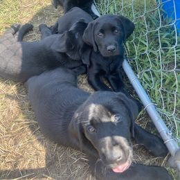 Labrador Retriever Puppies from Retrieving Labradors