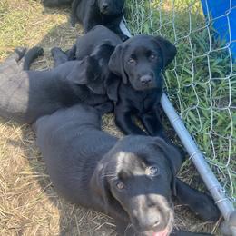 Labrador Retriever Puppies from Retrieving Labradors