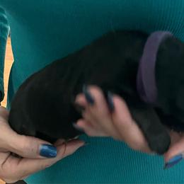 Purple collar - Black and tan female German Shepherd puppy in Rushsylvania, Ohio from Surgenor Shepherds!