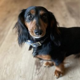 Finn - Dachshund