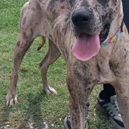 Great Dane Puppies from F&B Kennels